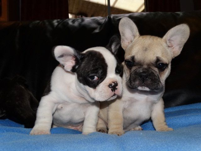Französische Bulldoggen