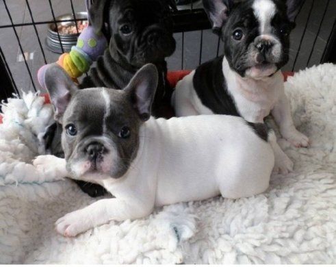 Französische Bulldoggen