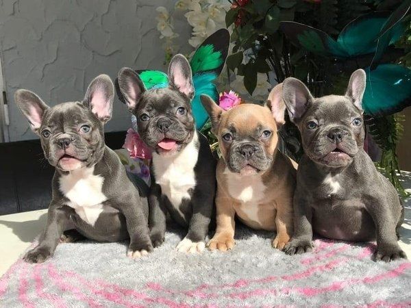 Französische Bulldoggen