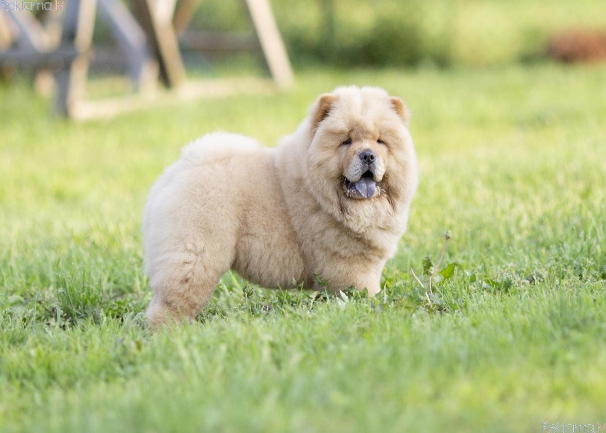 Chow-Chow-Welpen