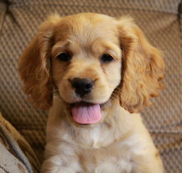 Cocker-Spaniel-Welpen