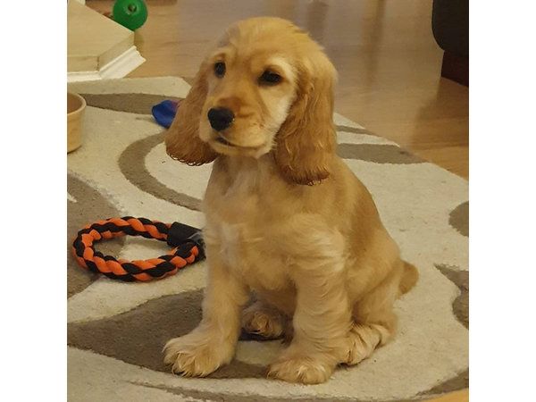 Cocker-Spaniel-Welpen