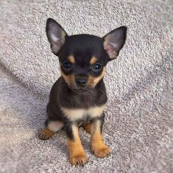 Chihuahua-Welpen