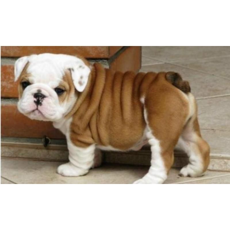 Englische Bulldogge zu verkaufen