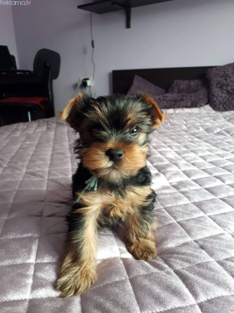 Yorkie Welpen