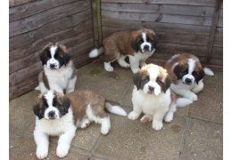 Berner Sennenhundwelpen (registriert)