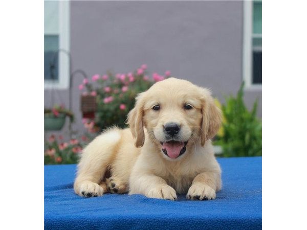 Labrador-Welpen mit KC-Registrierung