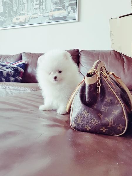 Pomeranian-Welpen (1 Rüde / 1 Hündin)