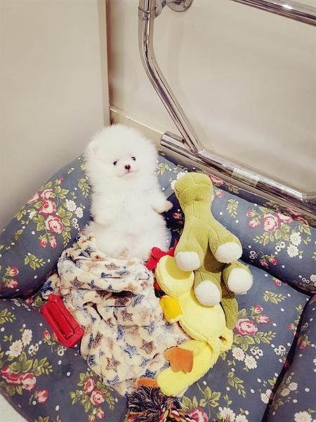 Pomeranian-Welpen (1 Rüde / 1 Hündin)