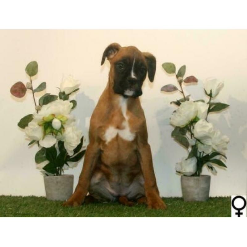 Boxer-Welpen – ab sofort abgabebereit.