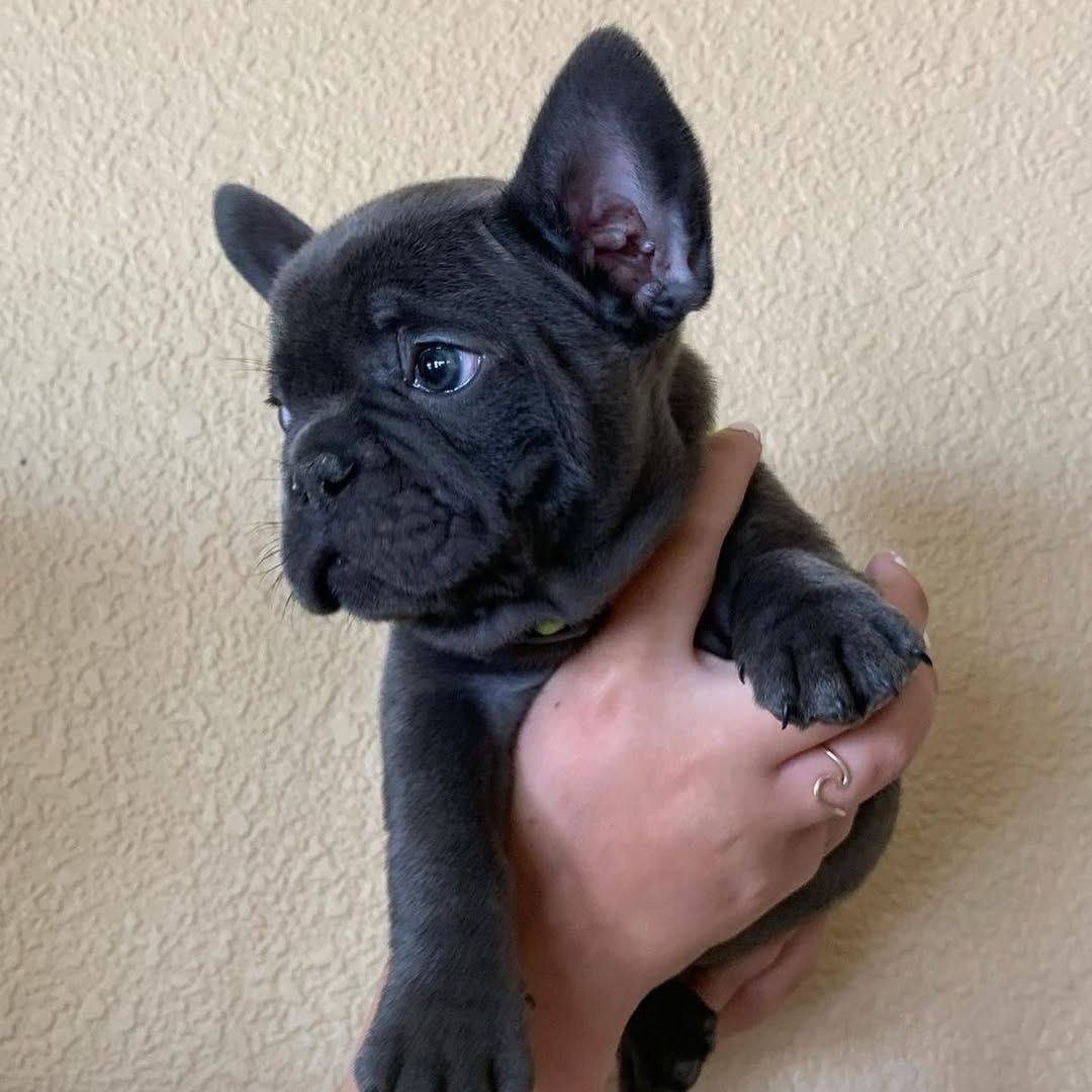 Französische Bulldoggen-Welpen