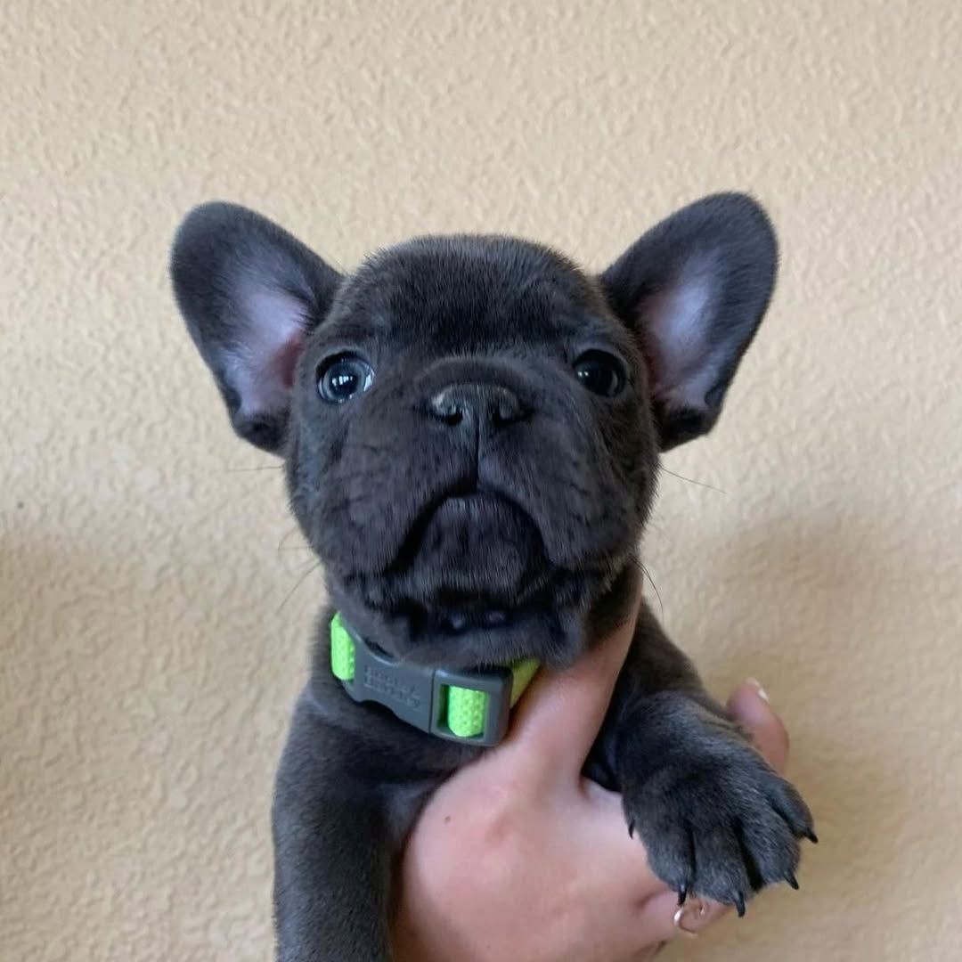 Französische Bulldoggen-Welpen