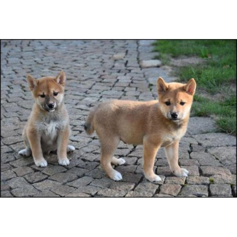 Shiba-Inu-Welpen