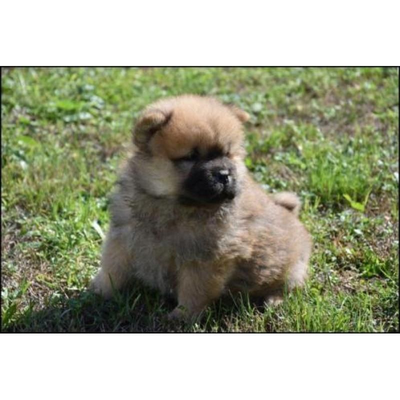 Chow-Chow Welpen