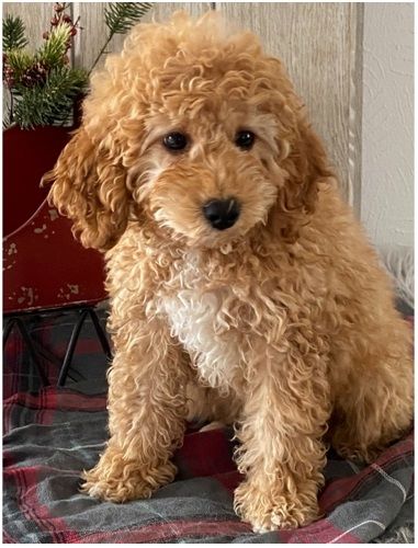 Pudel Welpen in Berlin kaufen