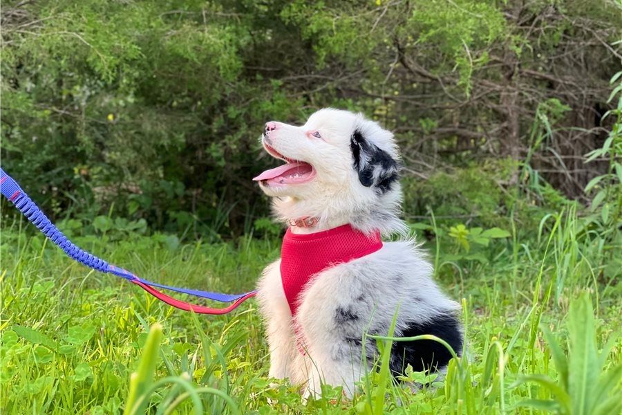 Reinrassige Australian Shepherd Welpen .