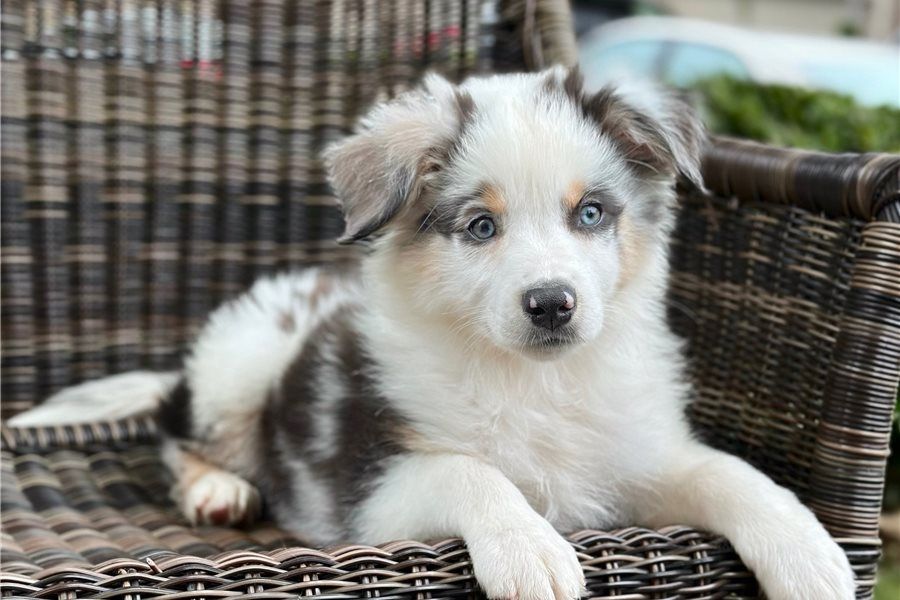 Reinrassige Australian Shepherd Welpen .