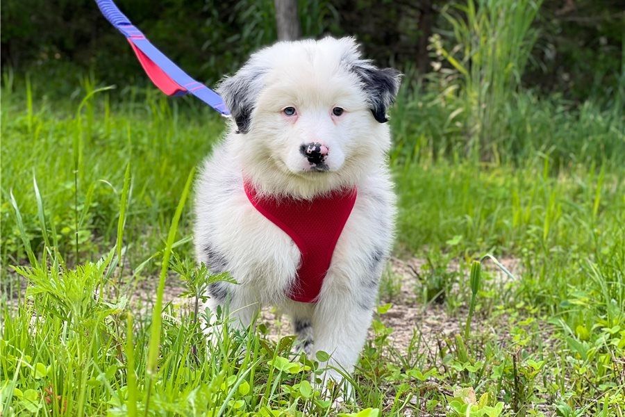 Reinrassige Australian Shepherd Welpen