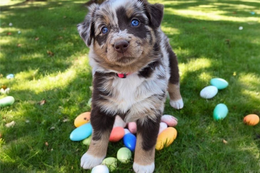 Reinrassige Australian Shepherd Welpen .