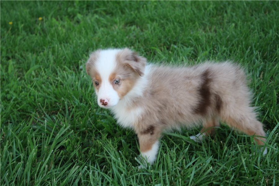 Reinrassige Australian Shepherd Welpen .