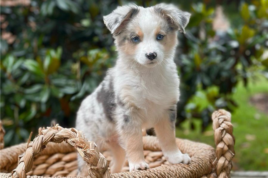 Reinrassige Australian Shepherd Welpen .