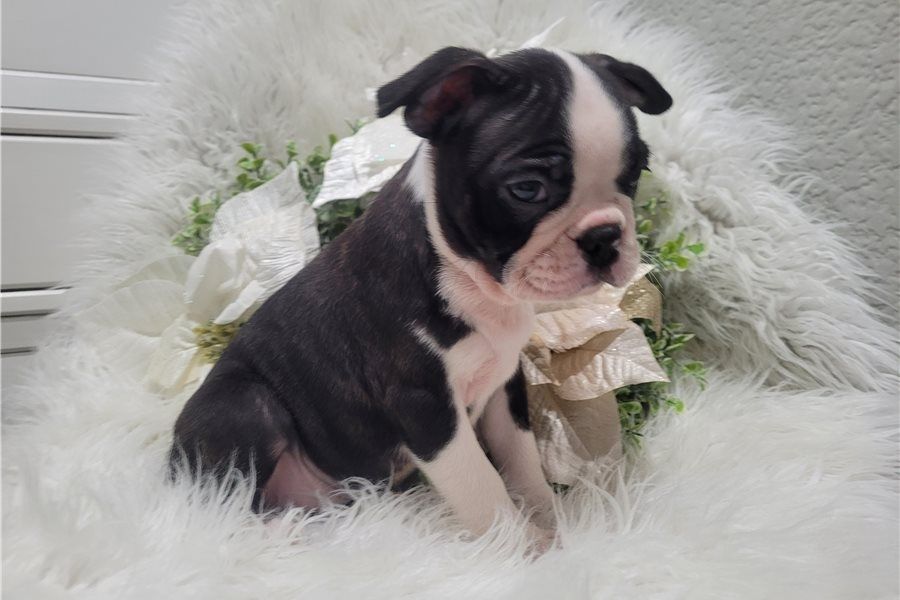 Reinrassige Boston Terrier Welpen