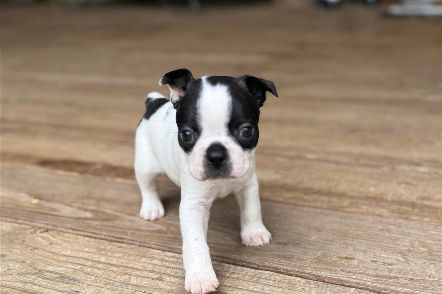 Boston Terrier mit VDH /KFT e.V. Papieren aus kontrollierter und liebevoller Aufzucht