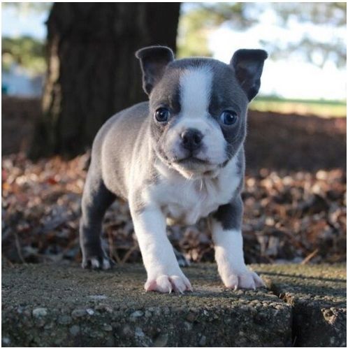 Reinrassige Boston Terrier Welpen .