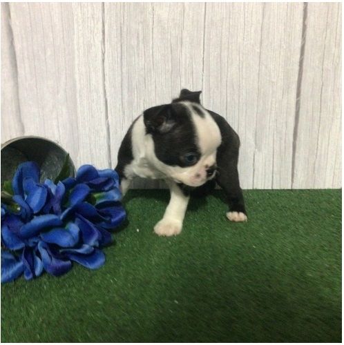 Reinrassige Boston Terrier Welpen .