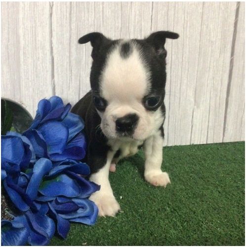 Reinrassige Boston Terrier Welpen