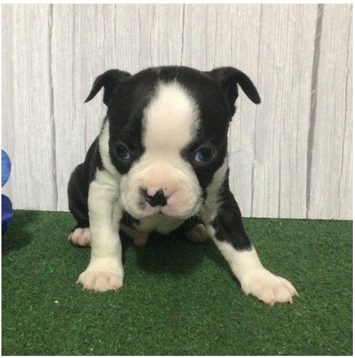 Reinrassige Boston Terrier Welpen