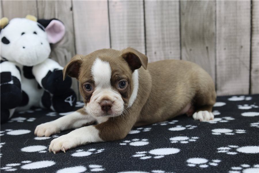 Reinrassige Boston Terrier Welpen