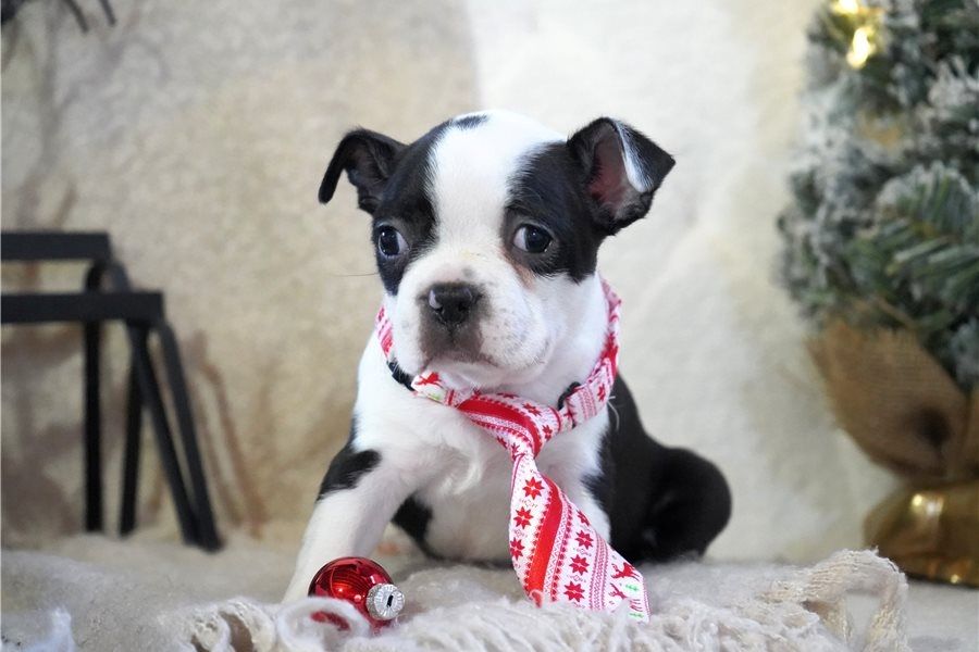 Reinrassige Boston Terrier Welpen .