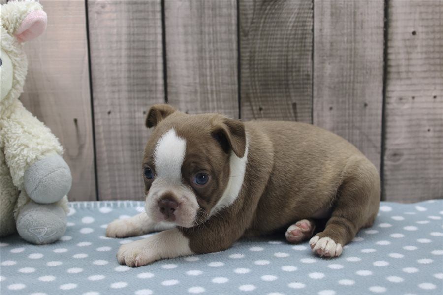 Reinrassige Boston Terrier Welpen .