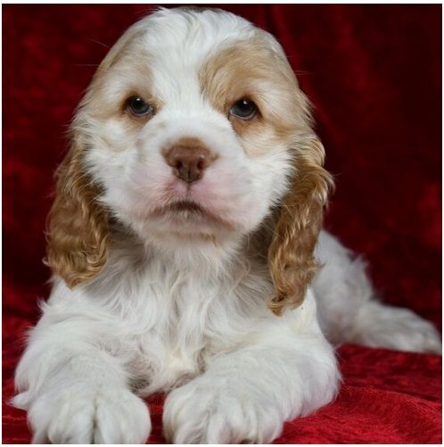 Reinrassige cocker spaniel welpen