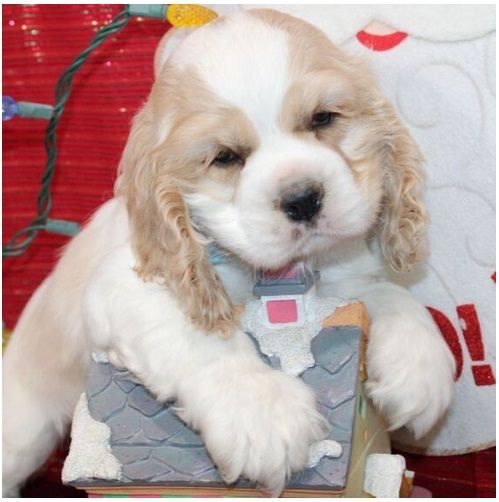 Reinrassige cocker spaniel welpen