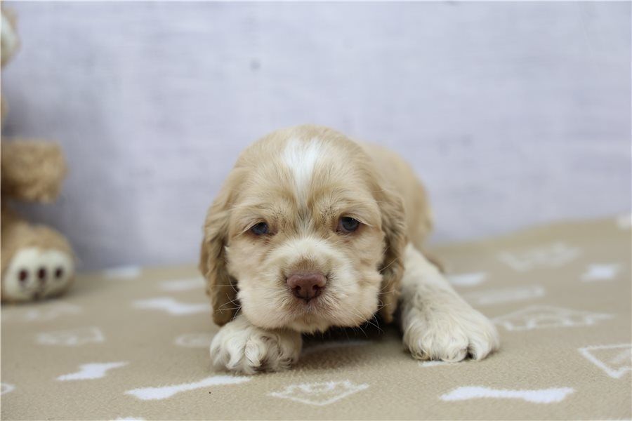 Reinrassige cocker spaniel welpen