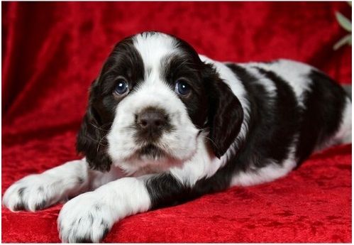 Reinrassige cocker spaniel welpen