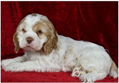 Cocker Spaniel Welpen in Köln kaufen