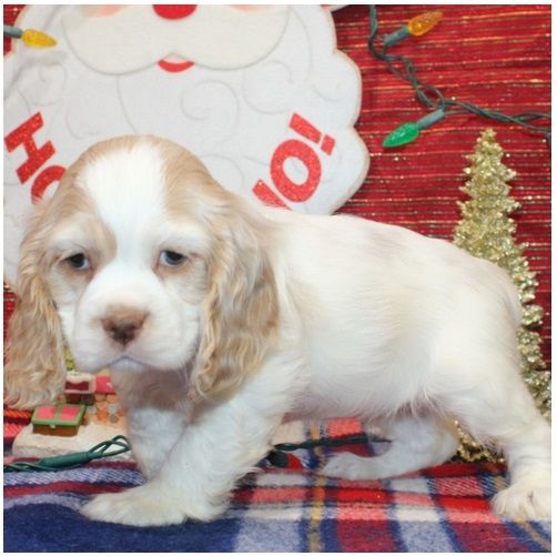 Cocker Spaniel Welpen in Köln kaufen