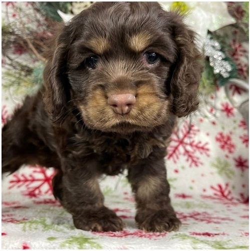 Reinrassige Cocker Spaniel Welpen in Berlin