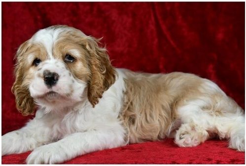 Reinrassige cocker spaniel welpen