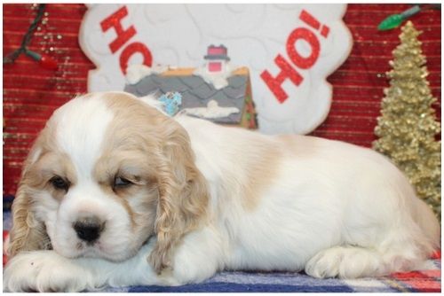 Reinrassige cocker spaniel welpen