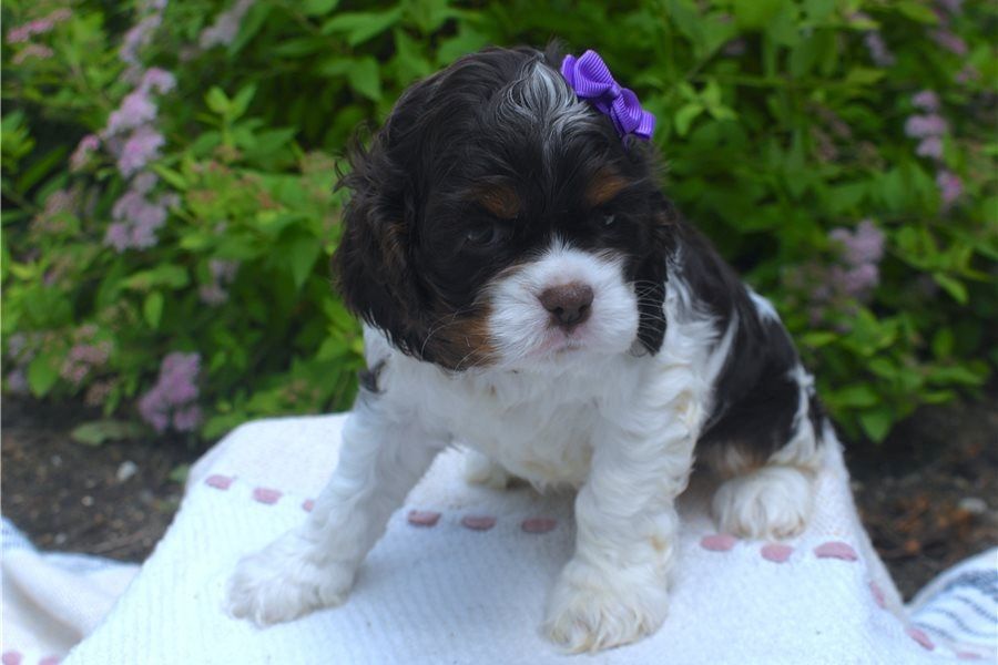 Reinrassige cocker spaniel welpen