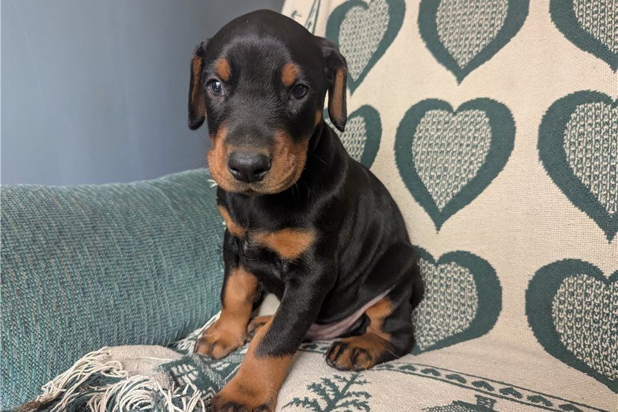 Dobermann Welpen abzugeben .