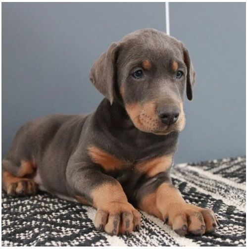 Reinrassige dobermann welpen