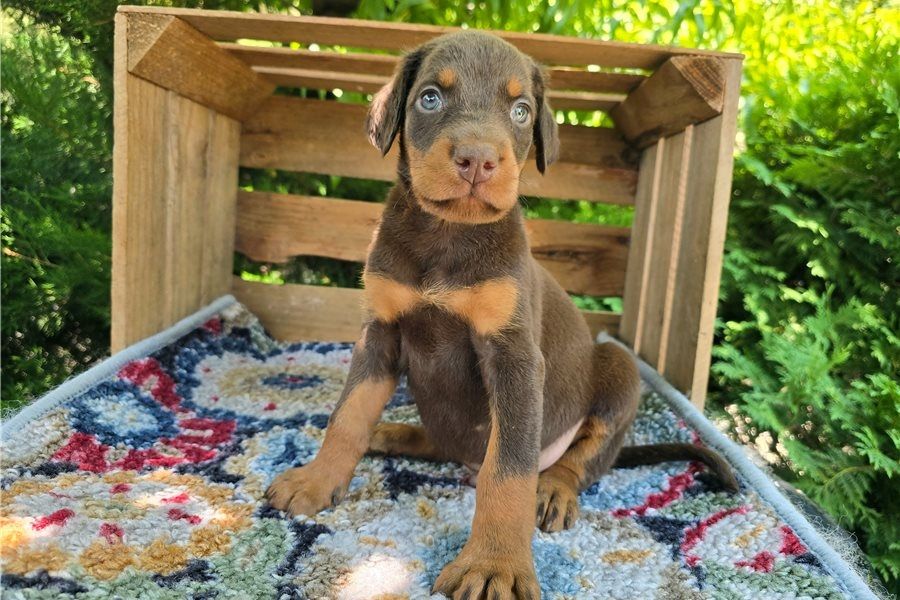 Reinrassige dobermann welpen .