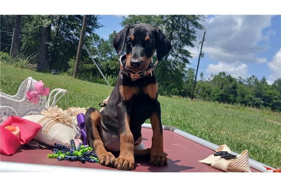 Reinrassige dobermann welpen .