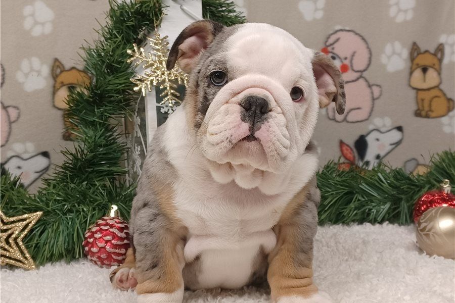 Reinrassige Englische Bulldoggen welpen .