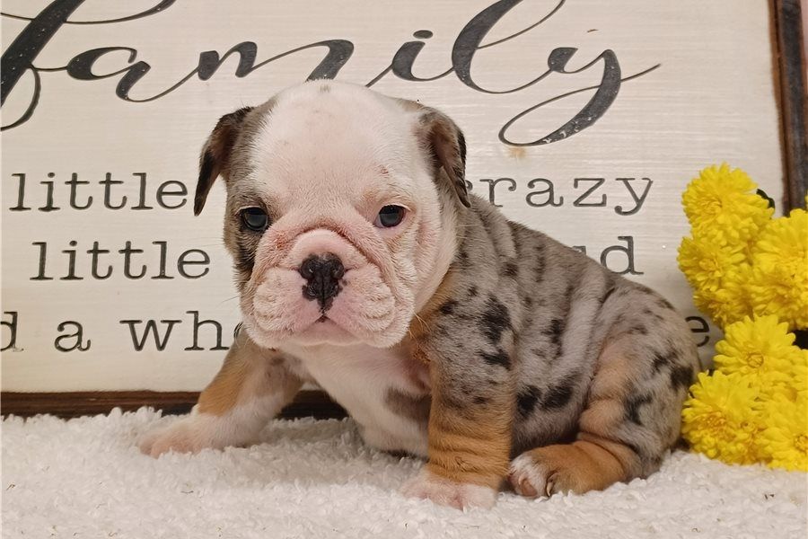 Reinrassige Englische Bulldoggen welpen .